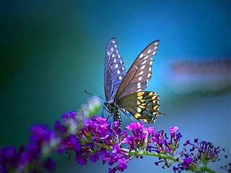 butterfly wallpaper for pc|butterfly desktop wallpaper free.